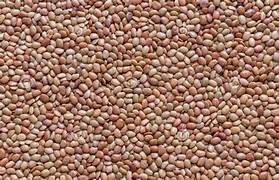 500G KALI MASOOR (LOSS)