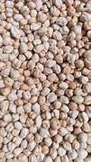 500G CHHOLA DOLLAR (LOSS)