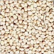 500G URAD DHULI (LOSS)